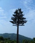 Umur panjang 50m Pohon Menara Ponsel Tersamar
