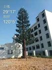 Umur panjang 50m Pohon Menara Ponsel Tersamar