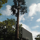 Pohon Palem Buatan Kamuflase Telecom Tower Mobile Monopole Bionic Tree Sinyal Wifi